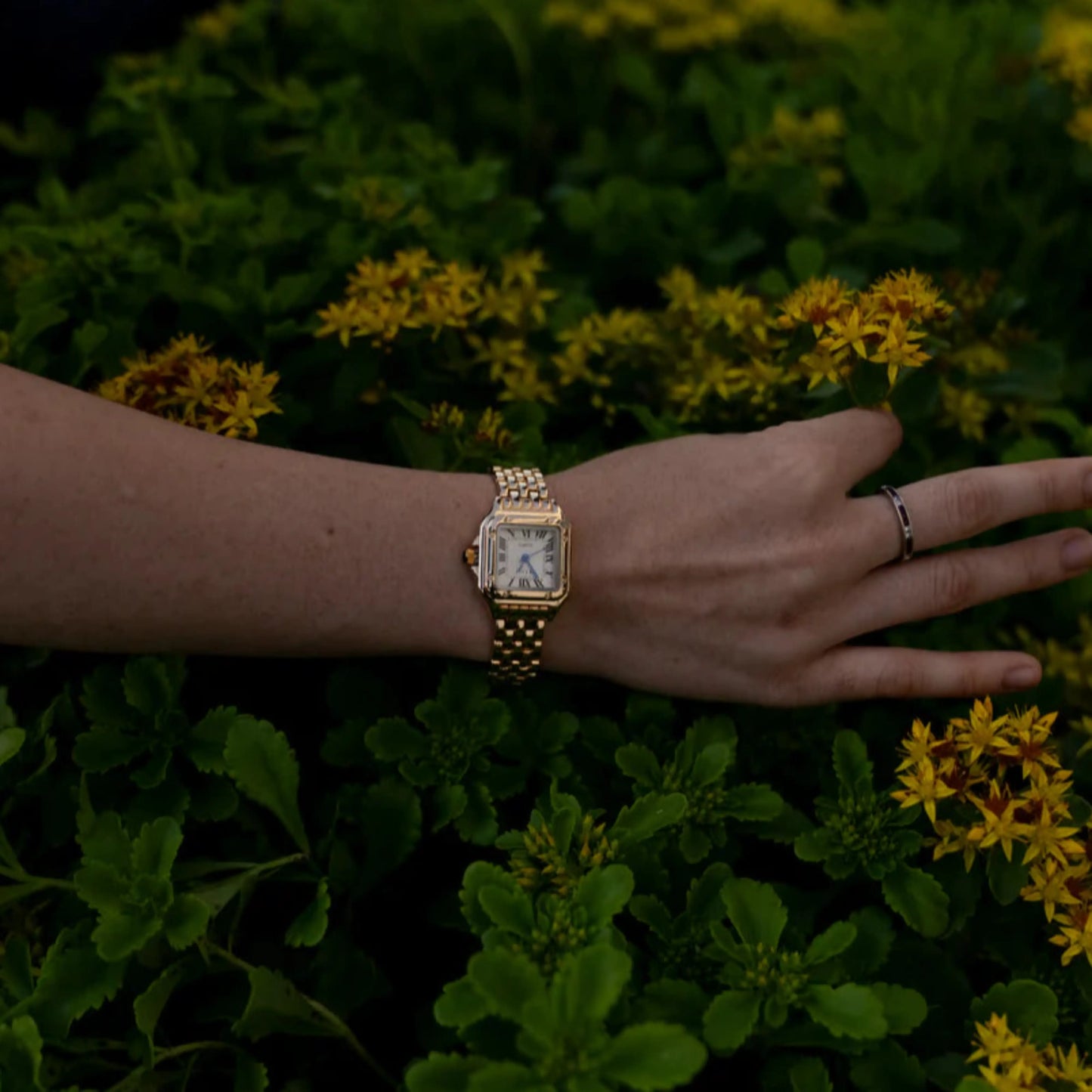 Poedagar® Ivory